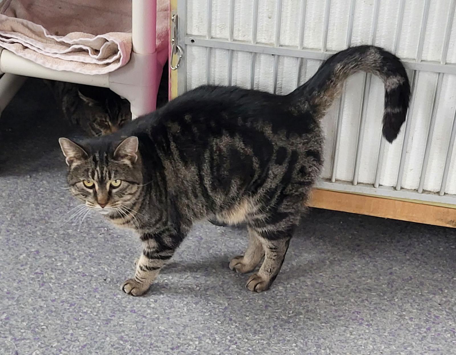 Dusky, Adoptable, Young Male American Shorthair.