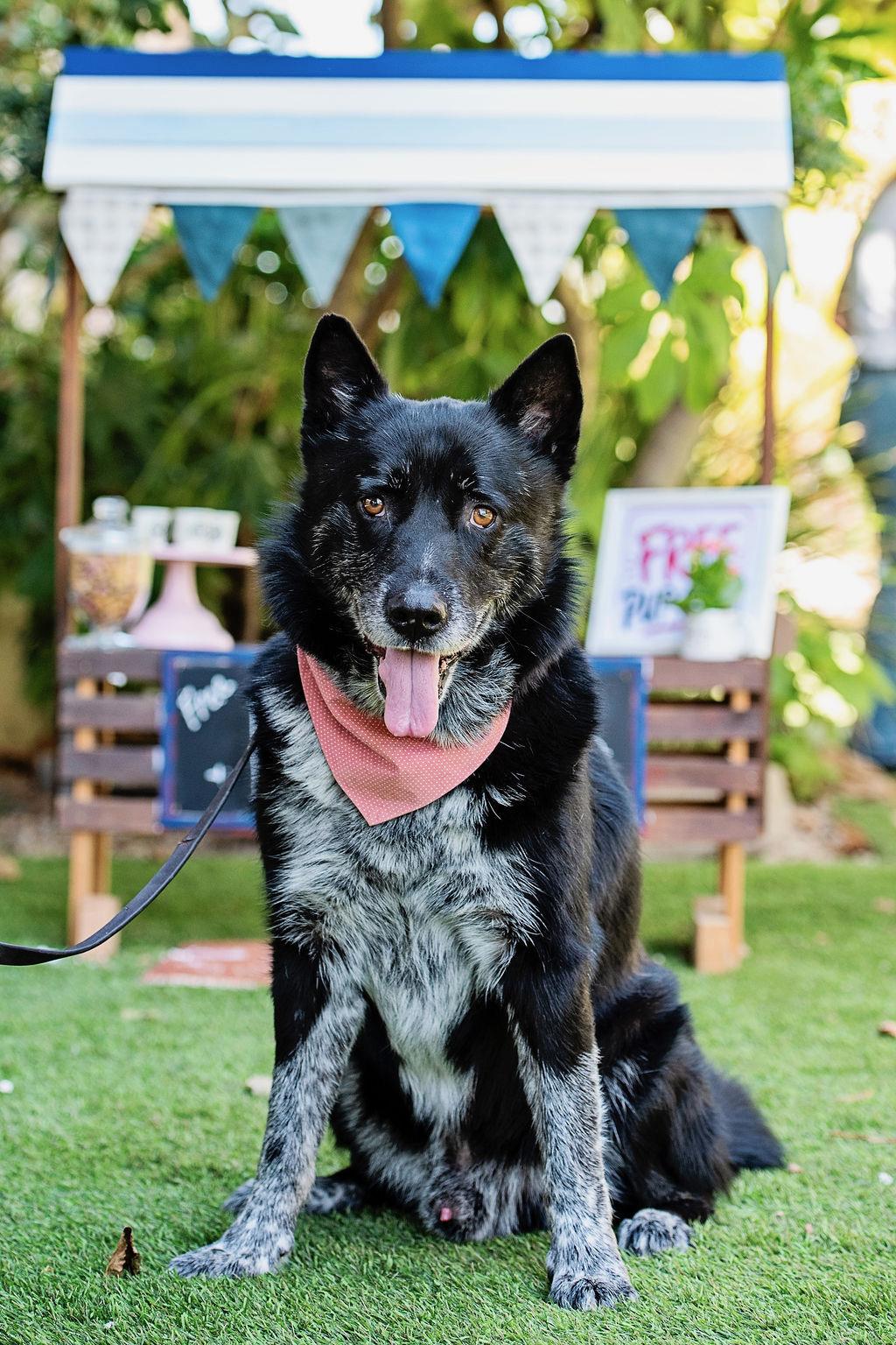 Mercury, ADOPTABLE, Adult Male Australian Cattle Dog / Blue Heeler & Black Labrador Retriever.