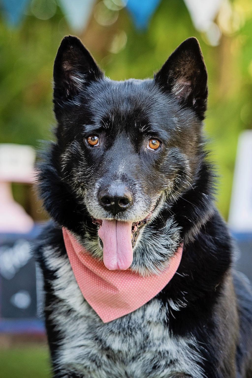Mercury, a ADOPTABLE mixed breed in Burbank, CA image 2/6