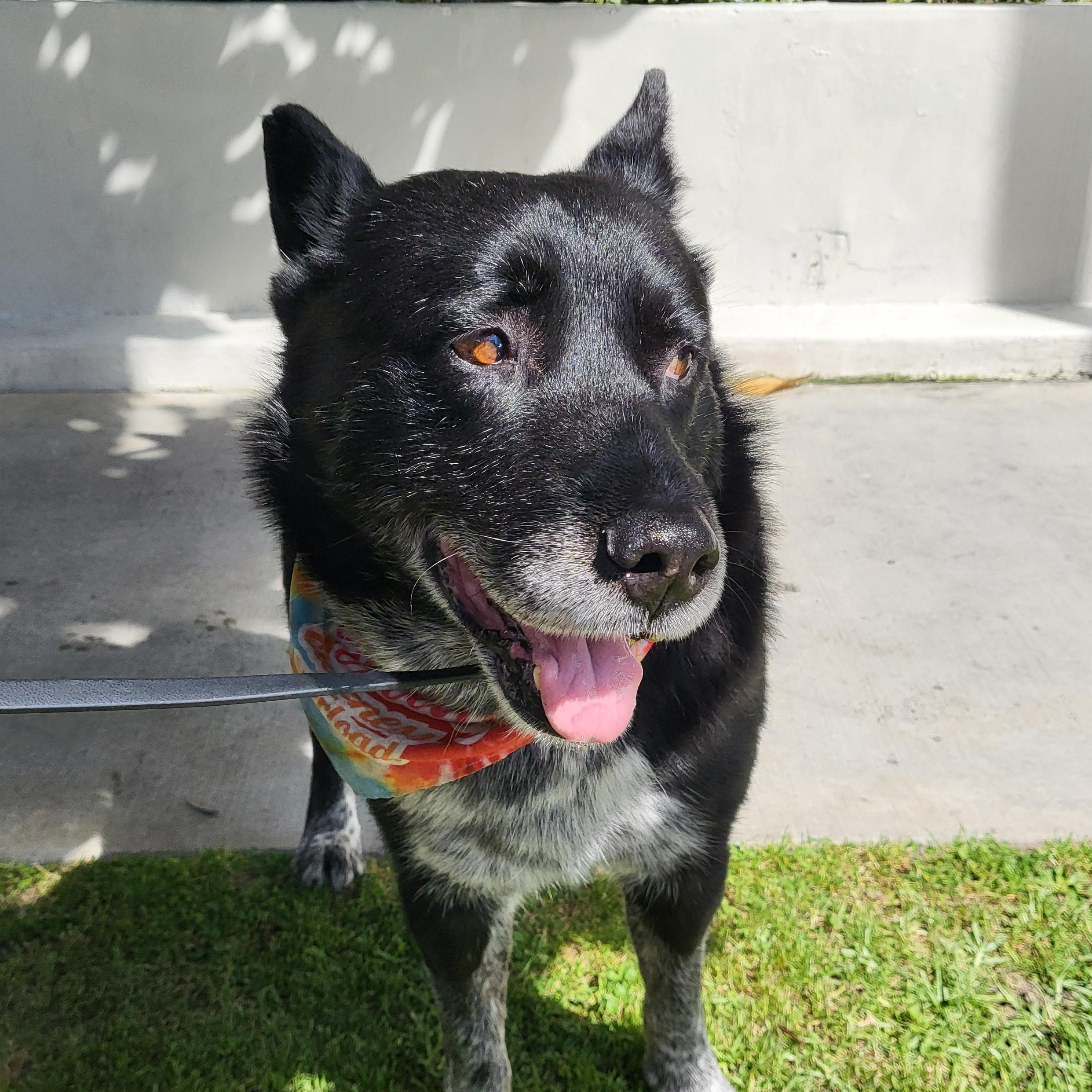 Mercury, ADOPTABLE, Adult Male Australian Cattle Dog / Blue Heeler & Black Labrador Retriever.