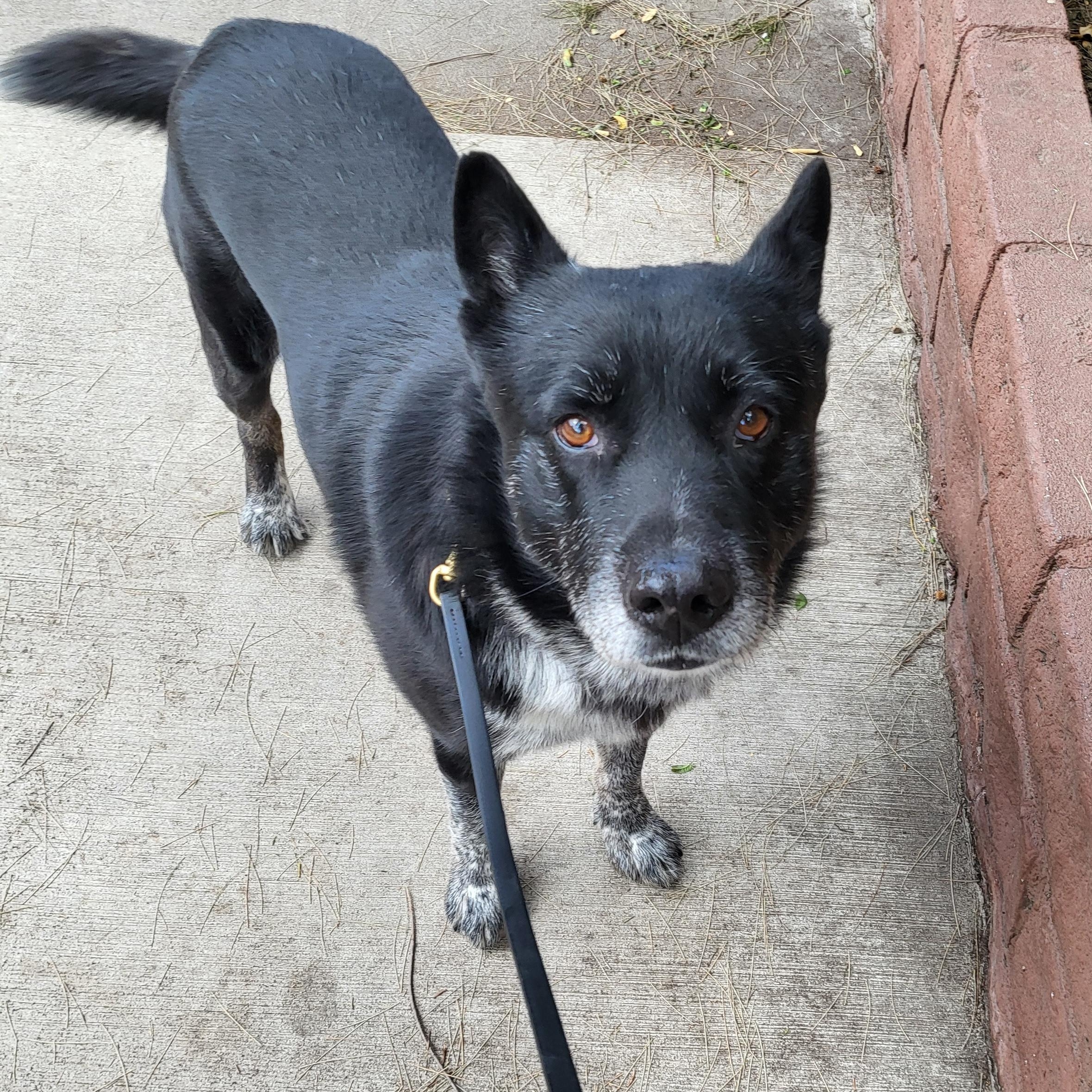Mercury, a ADOPTABLE mixed breed in Burbank, CA image 3/6