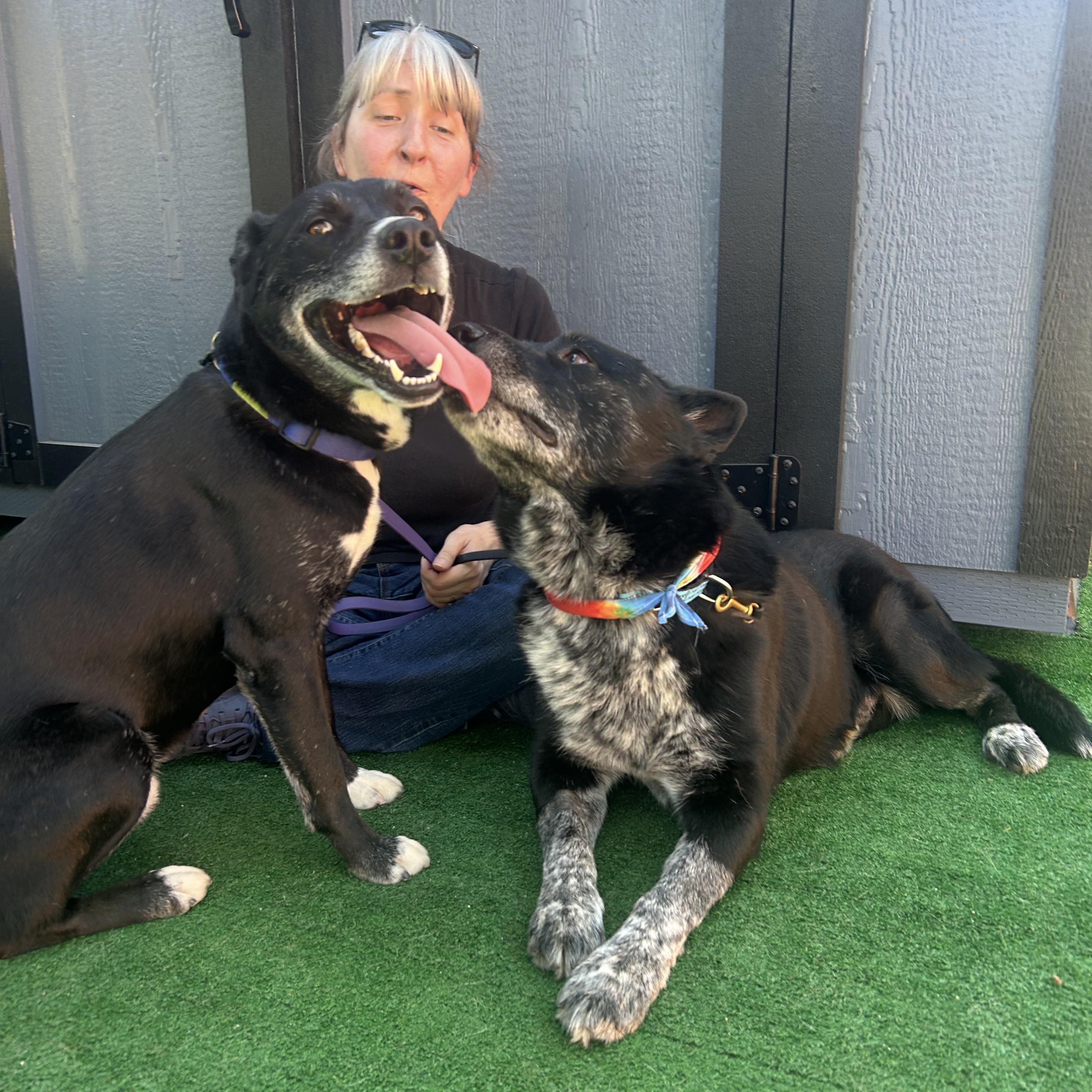 Mercury, a ADOPTABLE mixed breed in Burbank, CA image 2/6