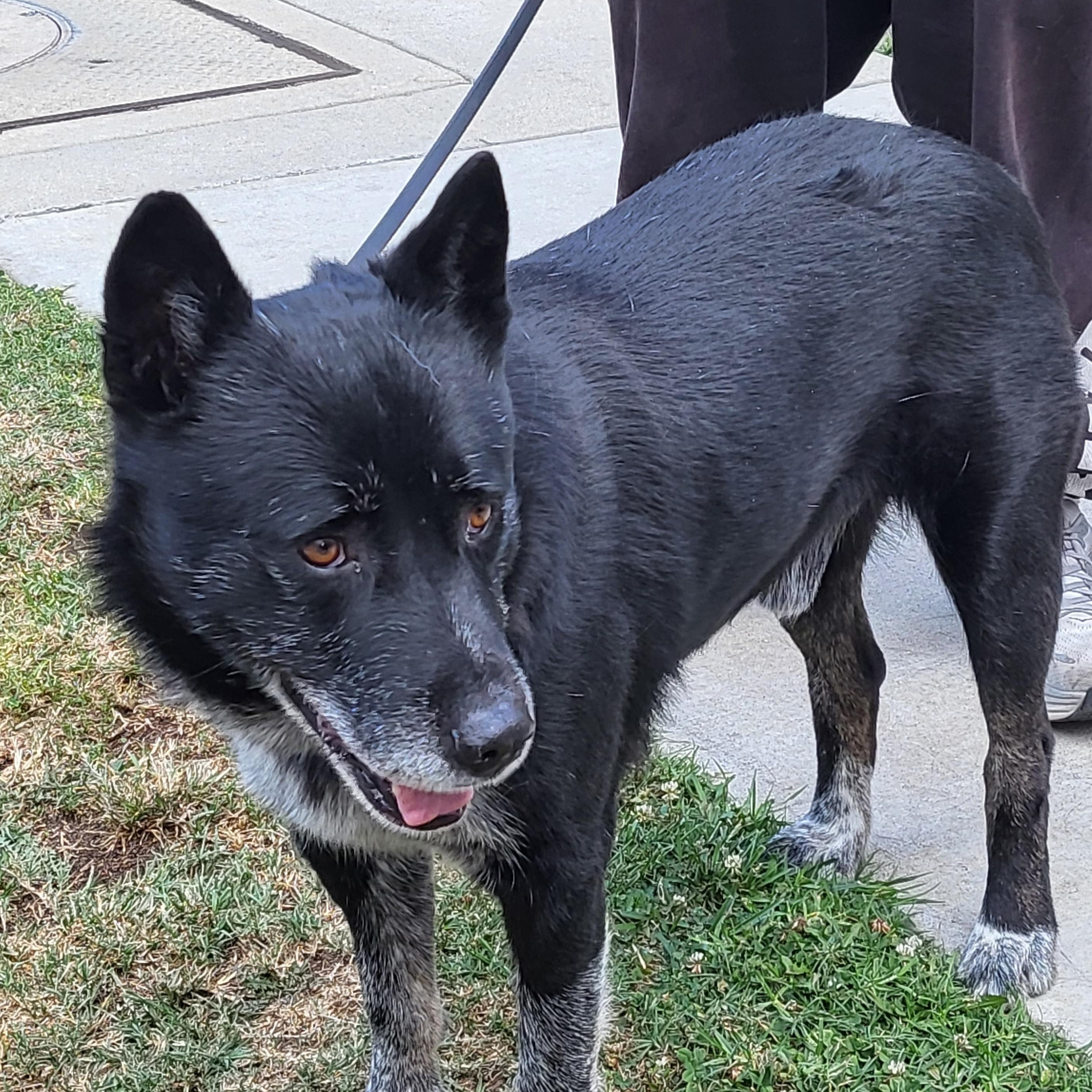 Mercury, a ADOPTABLE mixed breed in Burbank, CA image 4/6