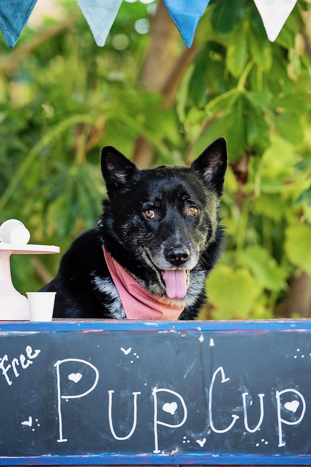 Mercury, a ADOPTABLE mixed breed in Burbank, CA image 6/6