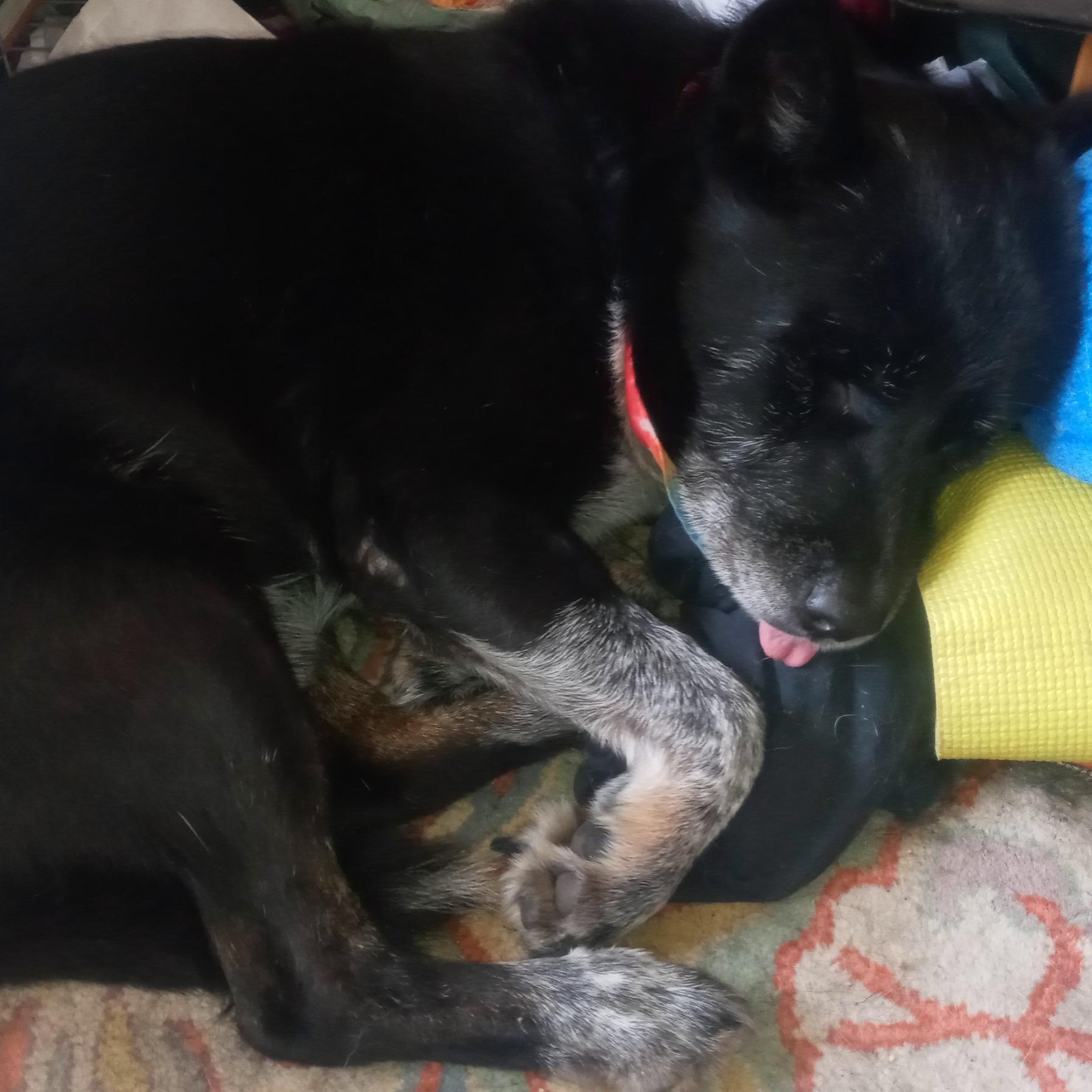 Mercury, a ADOPTABLE mixed breed in Burbank, CA image 5/6