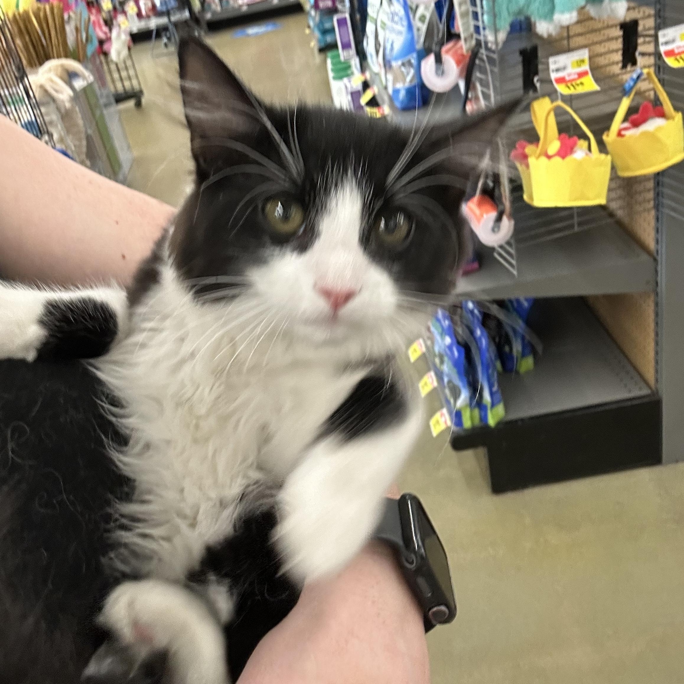 Enlarge Lucky Charm, an adopted Domestic Long Hair in Easley, SC image 1/2