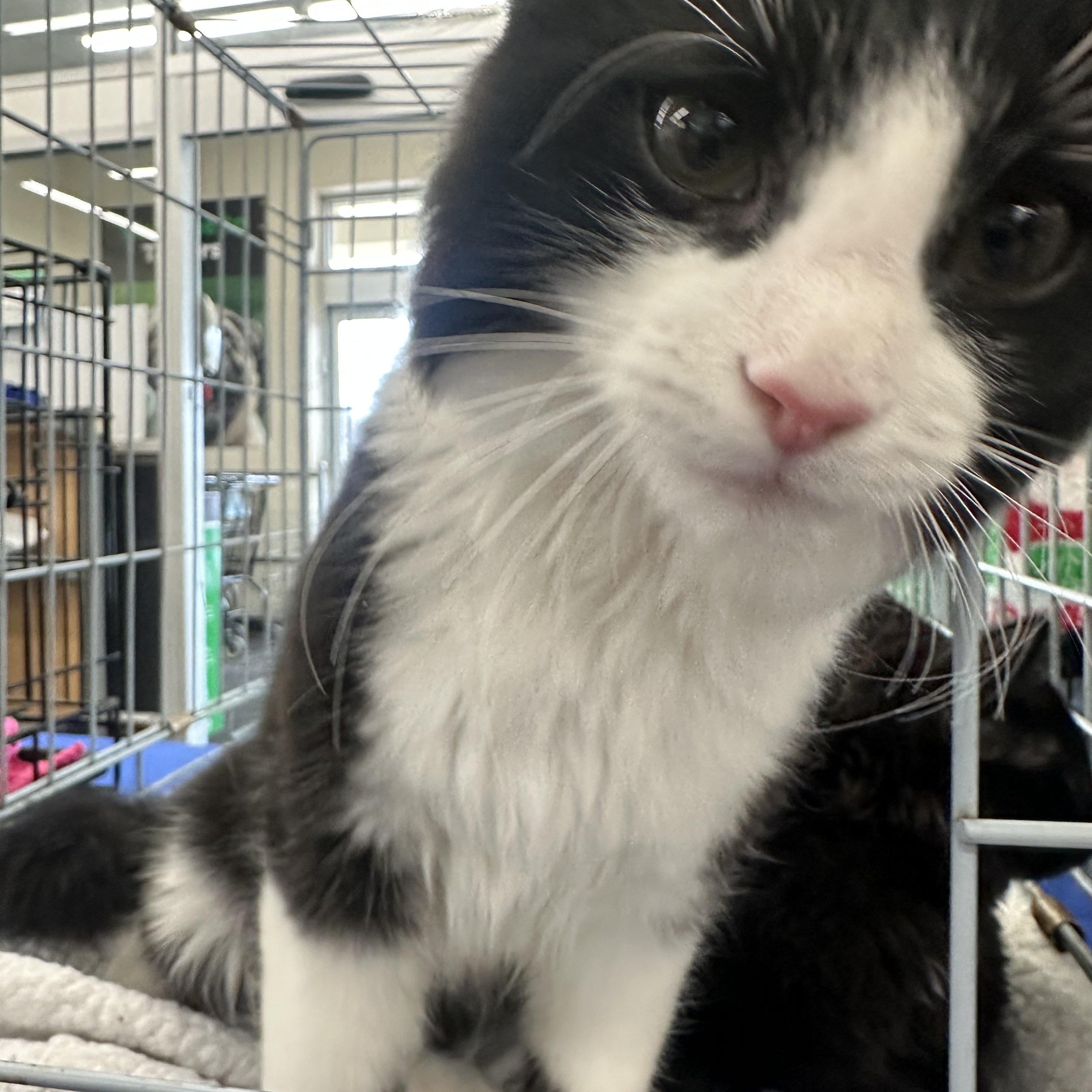 Enlarge Lucky Charm, an adopted Domestic Long Hair in Easley, SC image 2/2