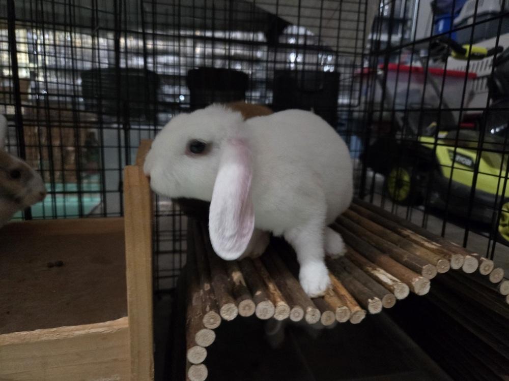 Denali, a Adoptable mixed breed in Melbourne, FL image 3/6