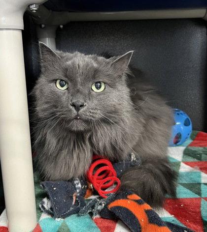 6991 (Shadow), Adoptable, Adult Male Domestic Long Hair.