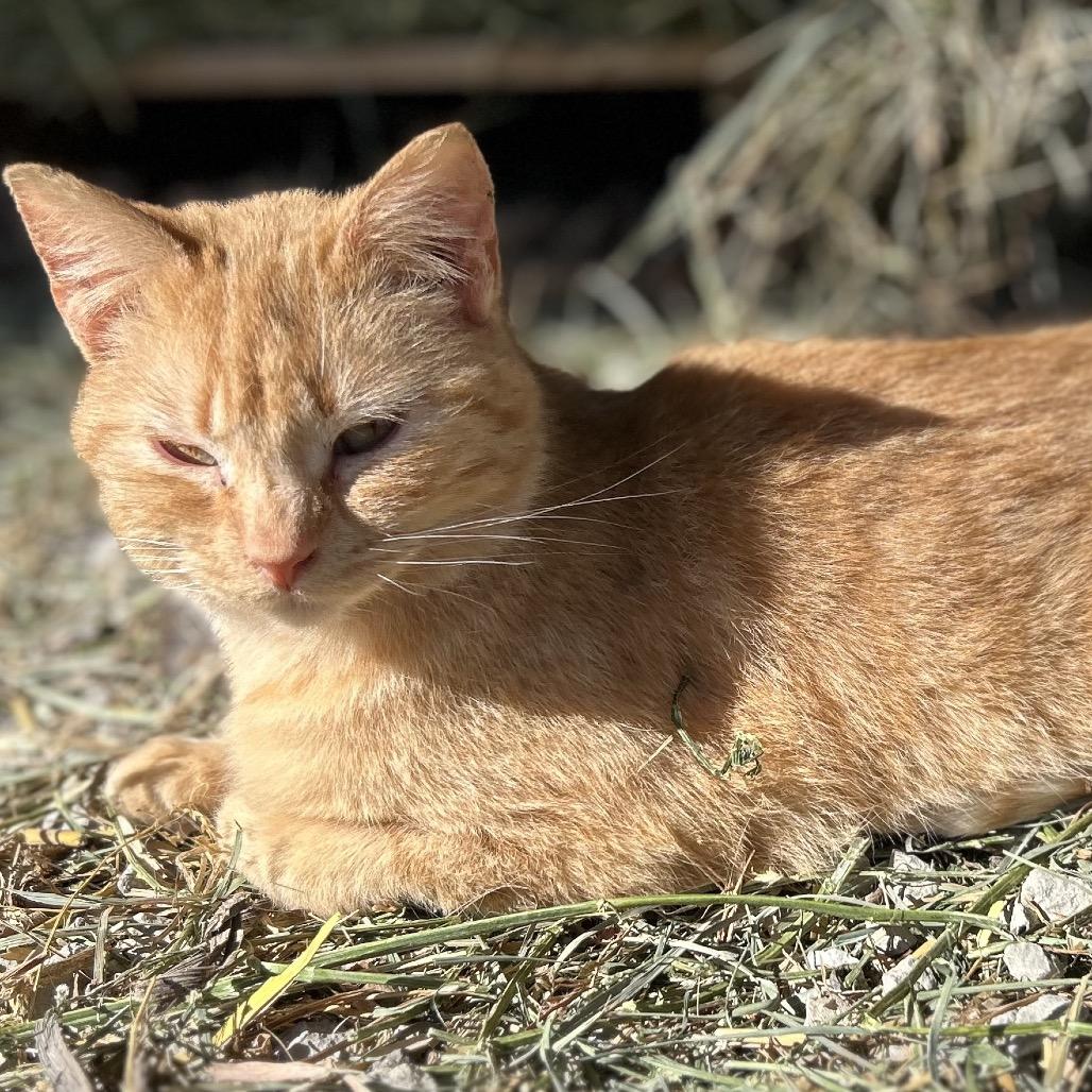 Pearl — thumbnail 2