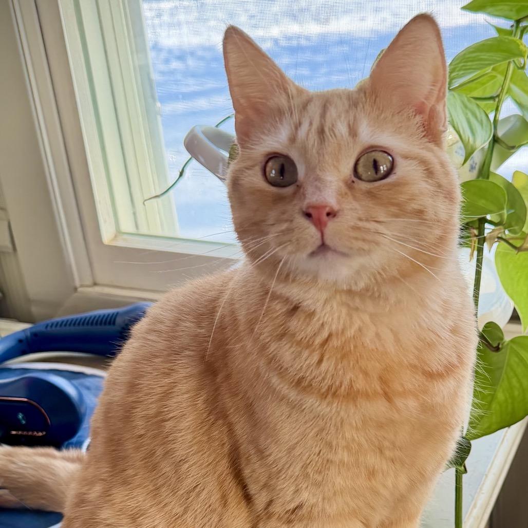 Pearl — thumbnail 3