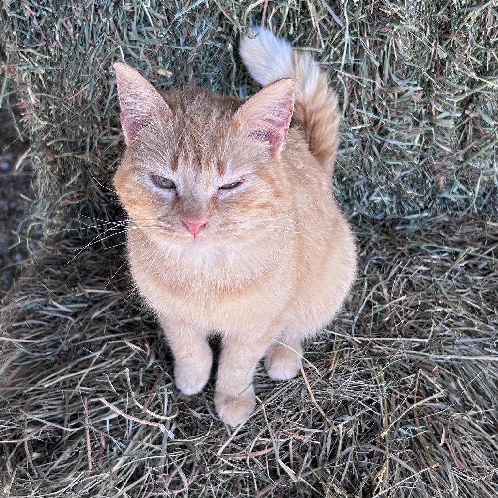 Pearl — thumbnail 5