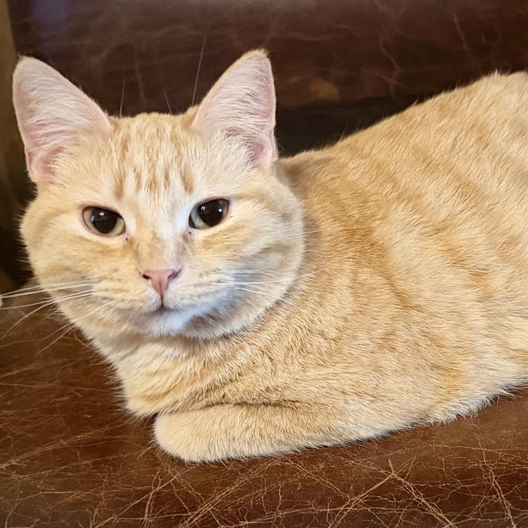 Pearl — thumbnail 6