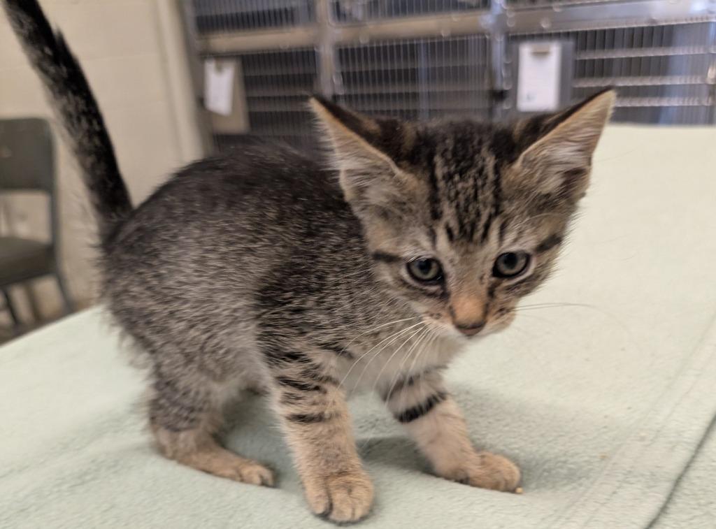 CK 4, Adopted, Kitten Female Domestic Short Hair.