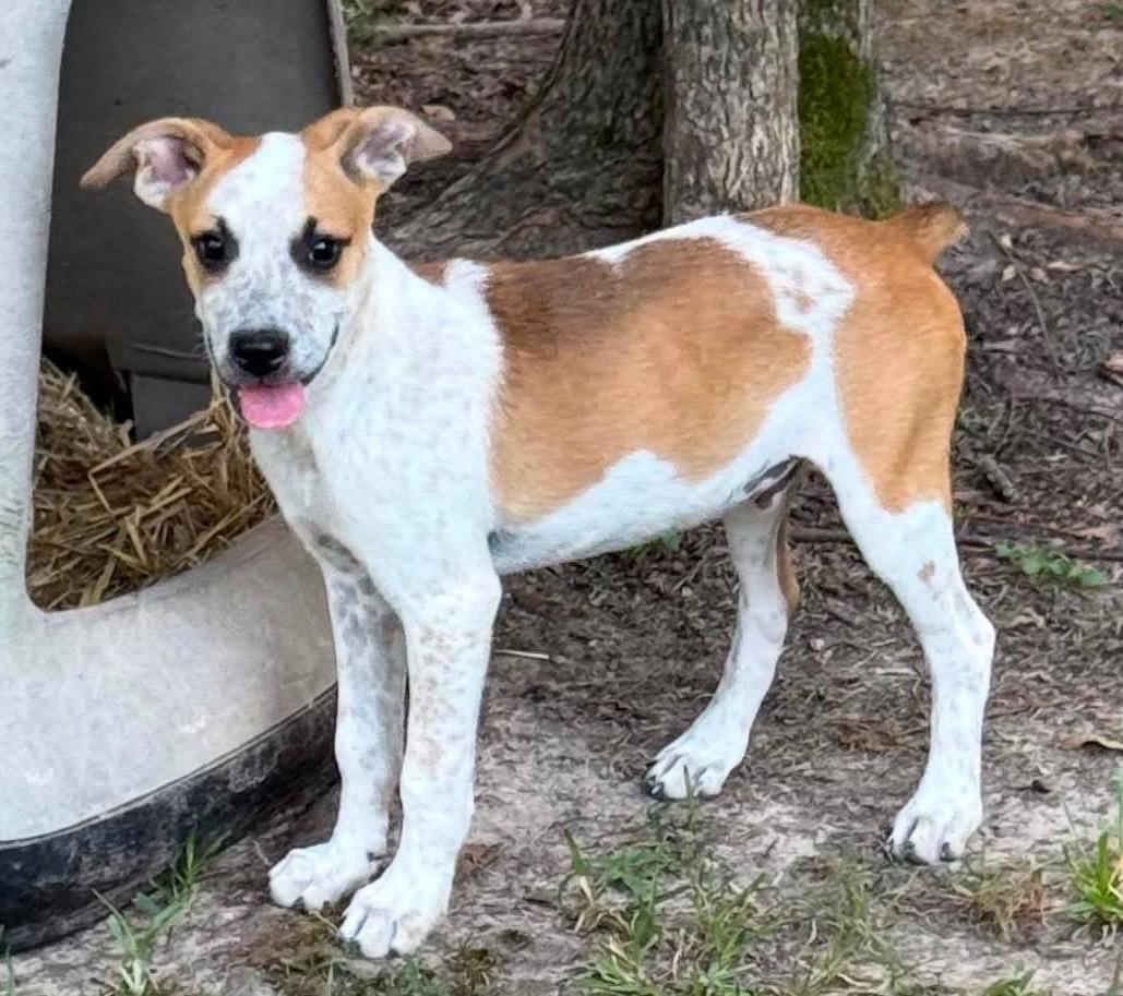 Enlarge Mayo, a ADOPTABLE Mixed Breed in Northwood, NH image 3/4