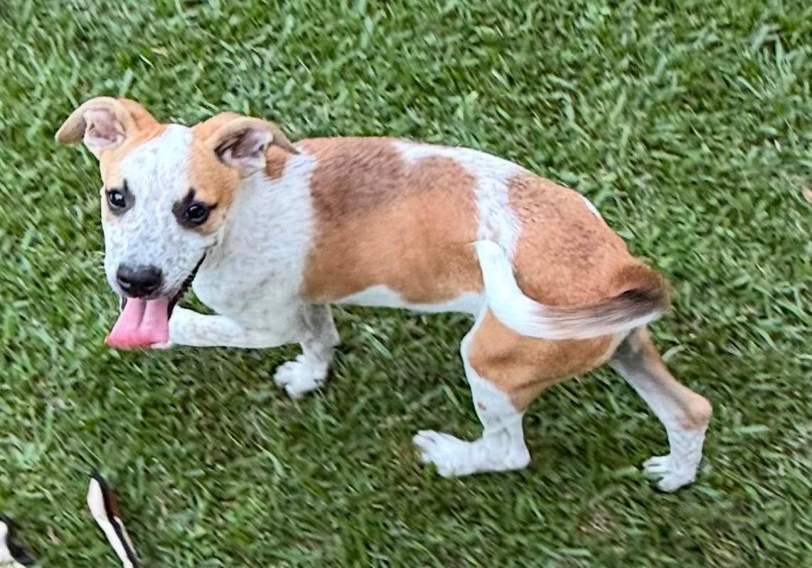 Enlarge Mayo, a ADOPTABLE Mixed Breed in Northwood, NH image 2/4