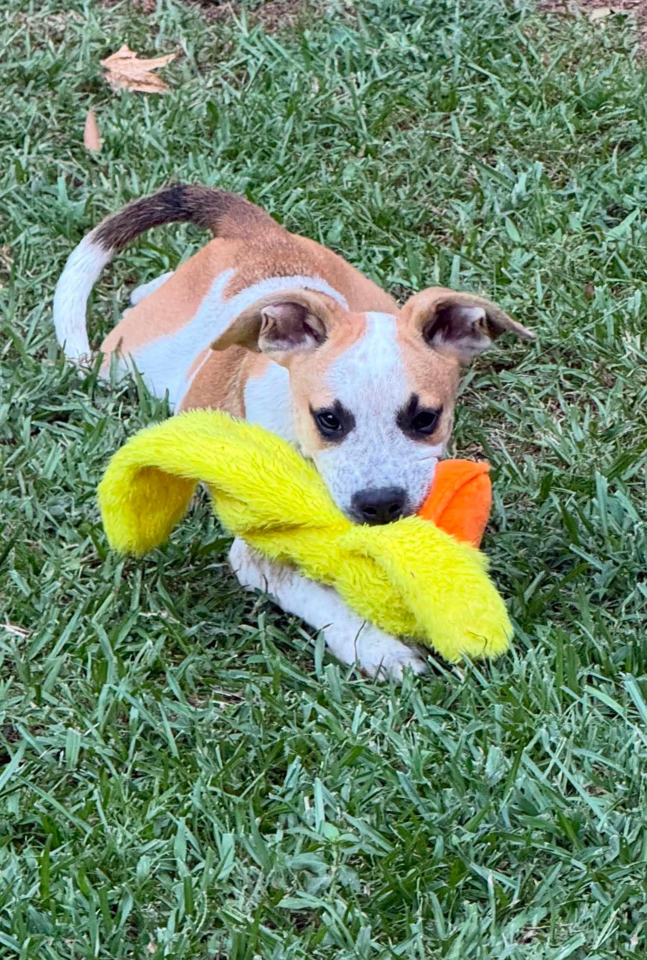 Enlarge Mayo, a ADOPTABLE Mixed Breed in Northwood, NH image 4/4