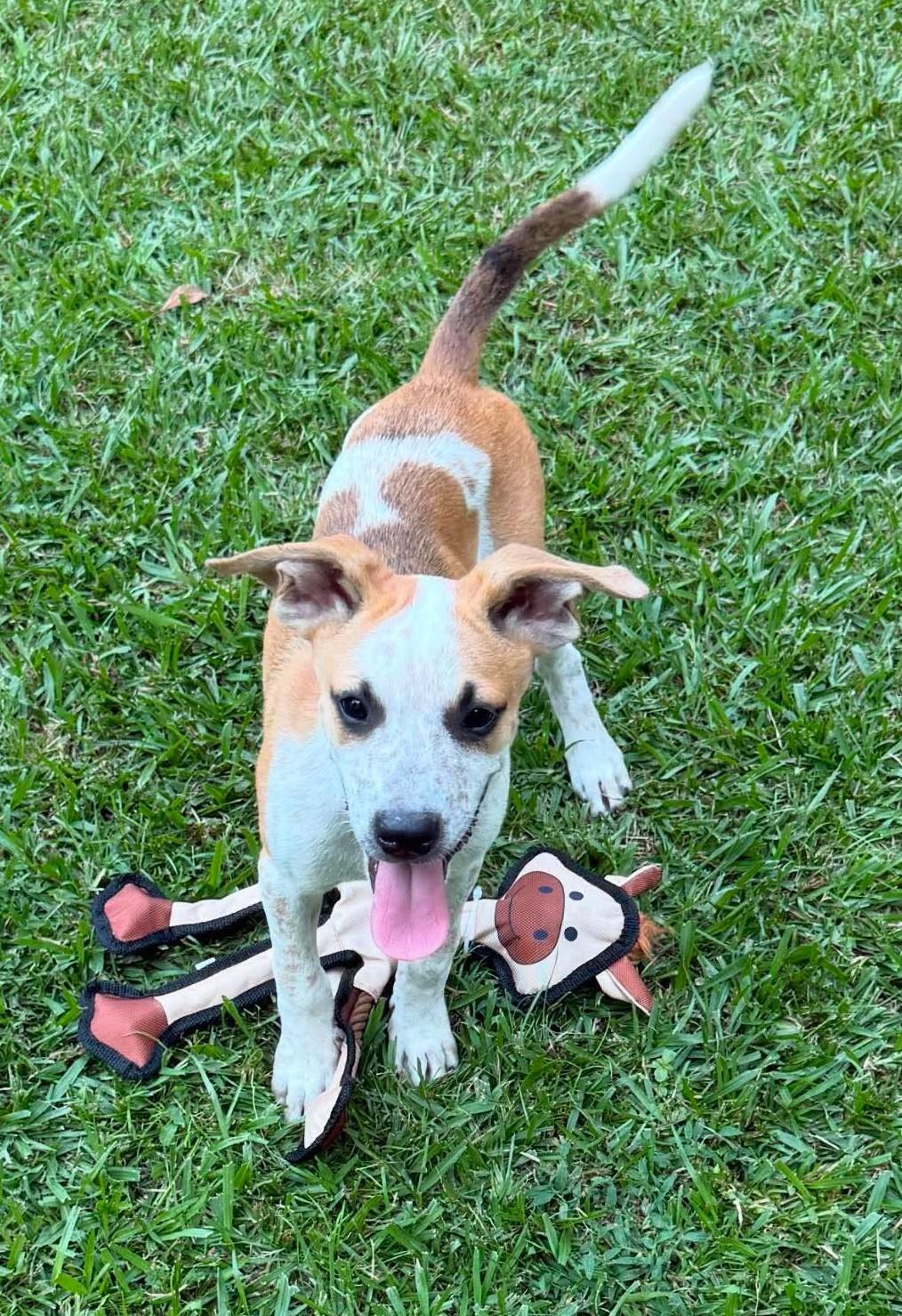 Mayo, ADOPTABLE, Puppy Male Mixed Breed.
