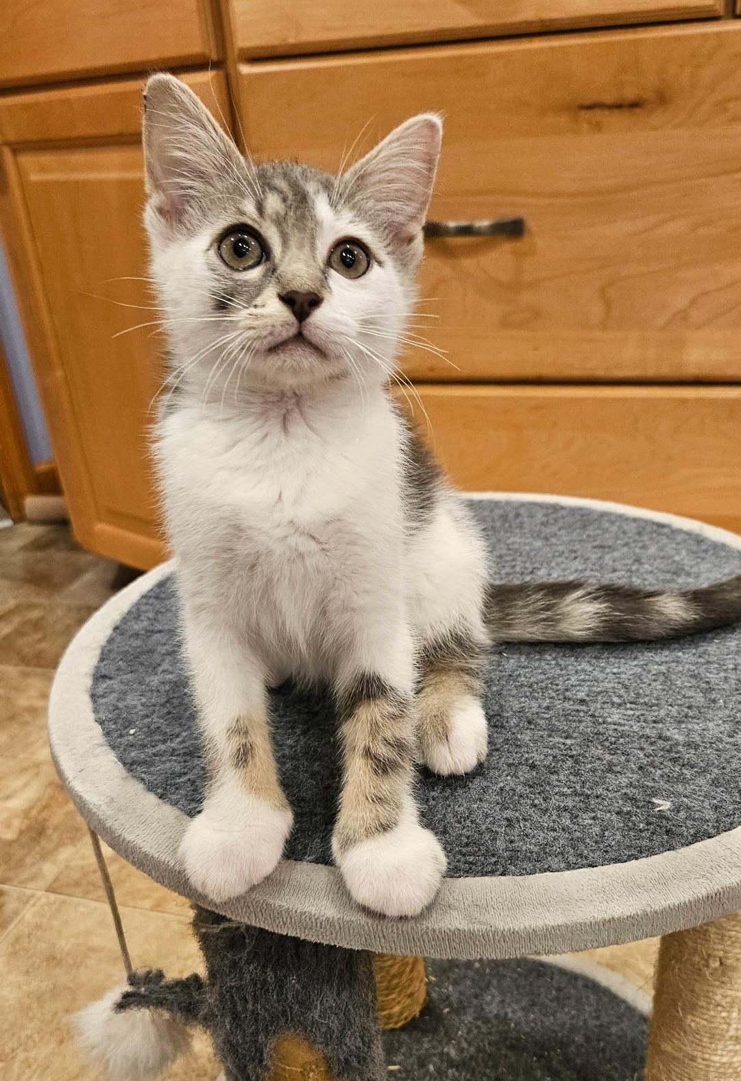 Enlarge Ernie and Frosty in foster care, a Adopted Domestic Short Hair in Mendham, NJ image 3/3