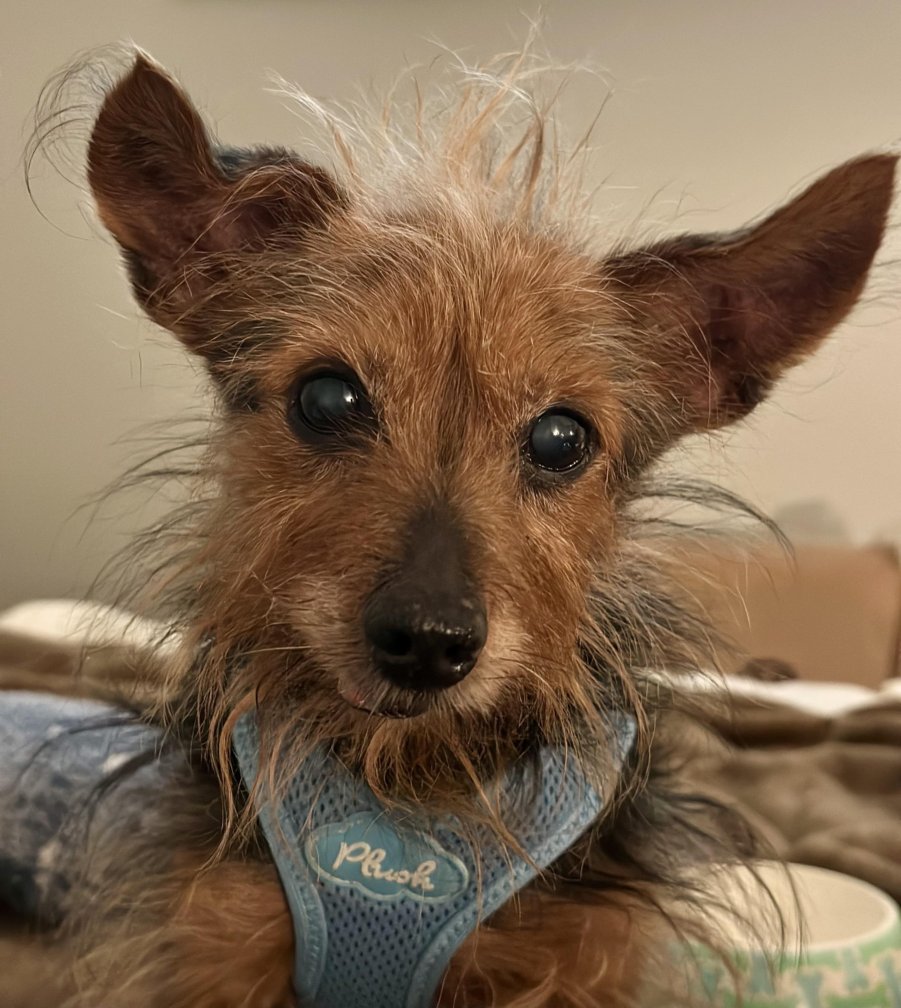 Enlarge Emmet, a ADOPTABLE mixed breed in New York, NY image 4/6