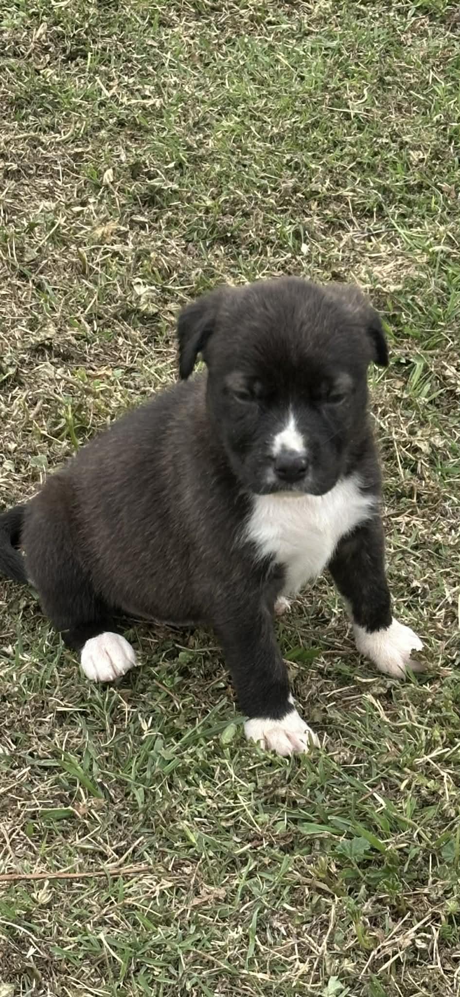 Enlarge Kenya, an adopted mixed breed in Mesa, AZ image 2/2