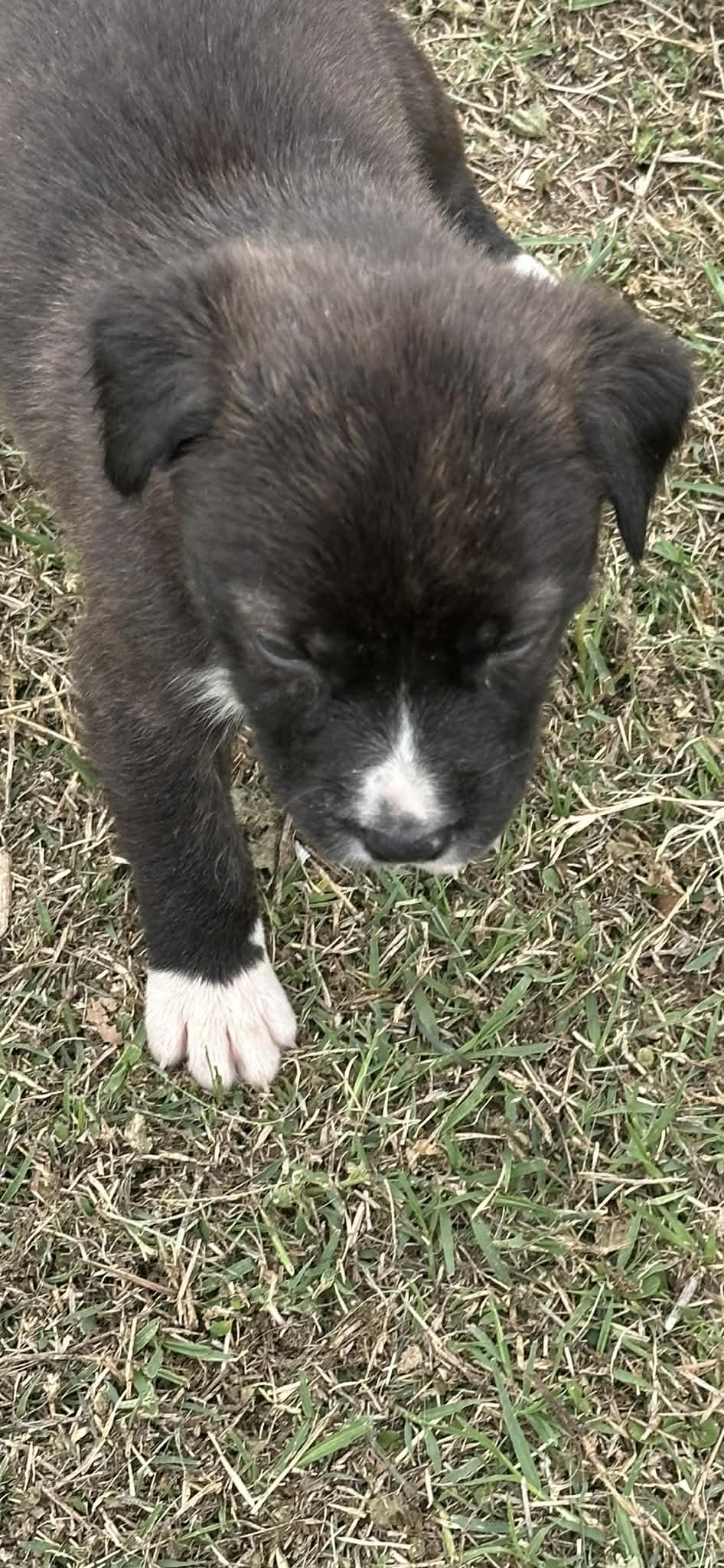 Kenya, adopted, Puppy Male American Staffordshire Terrier.
