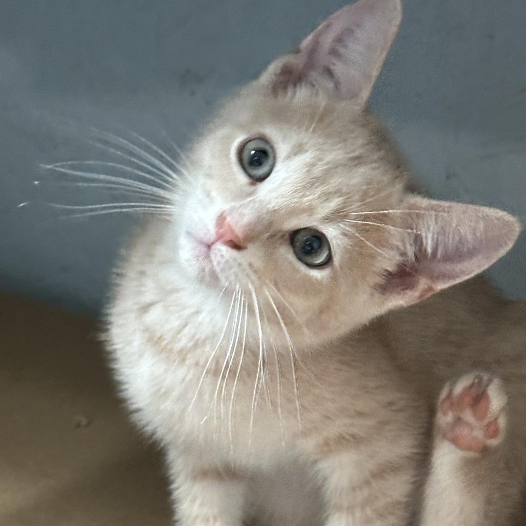 Enlarge Boris, a Adoptable Domestic Short Hair in Richland, MI image 1/6