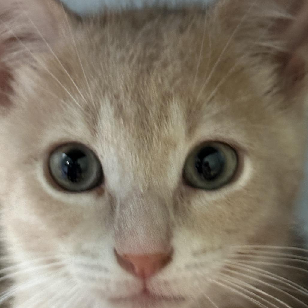 Enlarge Boris, a Adoptable Domestic Short Hair in Richland, MI image 2/6