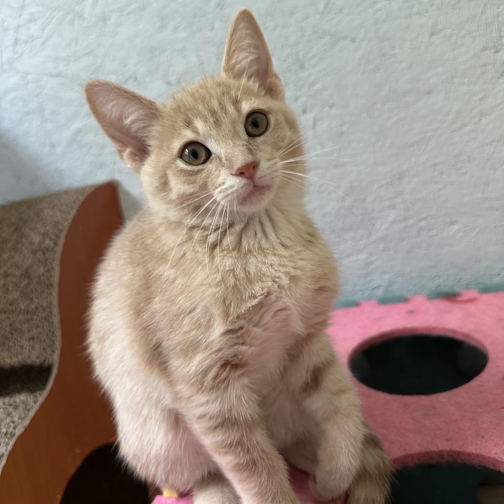 Enlarge Boris, a Adoptable Domestic Short Hair in Richland, MI image 3/6