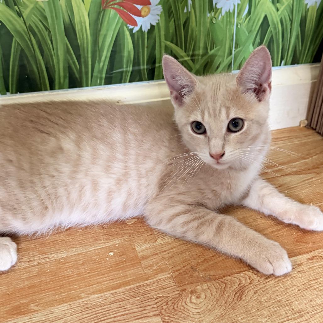 Enlarge Boris, a Adoptable Domestic Short Hair in Richland, MI image 4/6