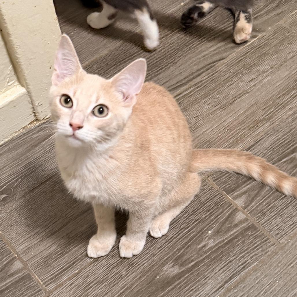 Enlarge Boris, a Adoptable Domestic Short Hair in Richland, MI image 5/6