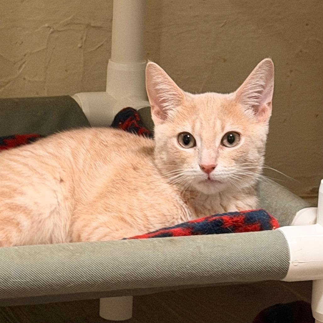 Enlarge Boris, a Adoptable Domestic Short Hair in Richland, MI image 6/6