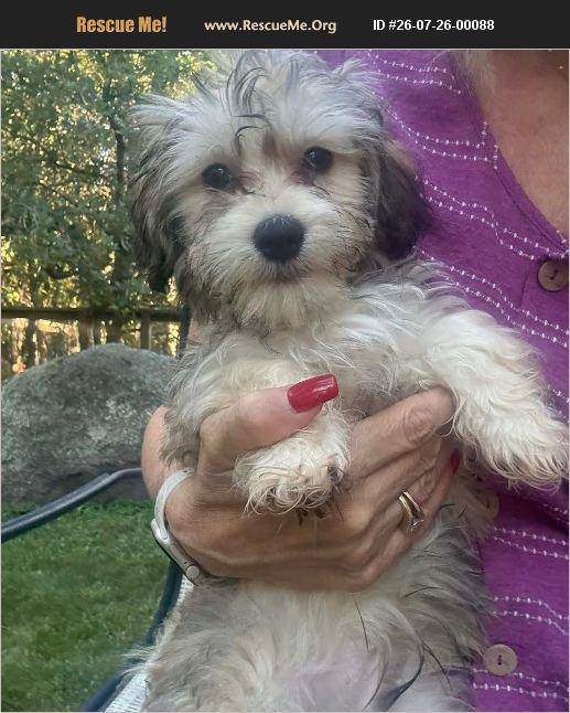 Benson, ADOPTABLE, Puppy Male Havanese.