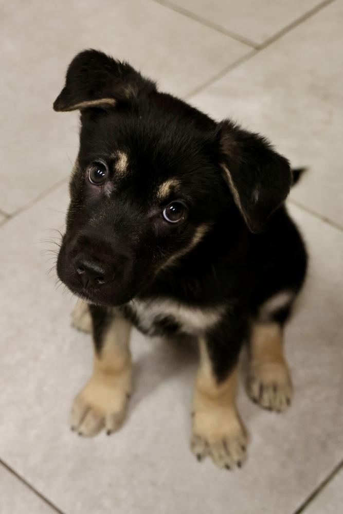Swamp, Adoptable, Puppy Male Terrier.