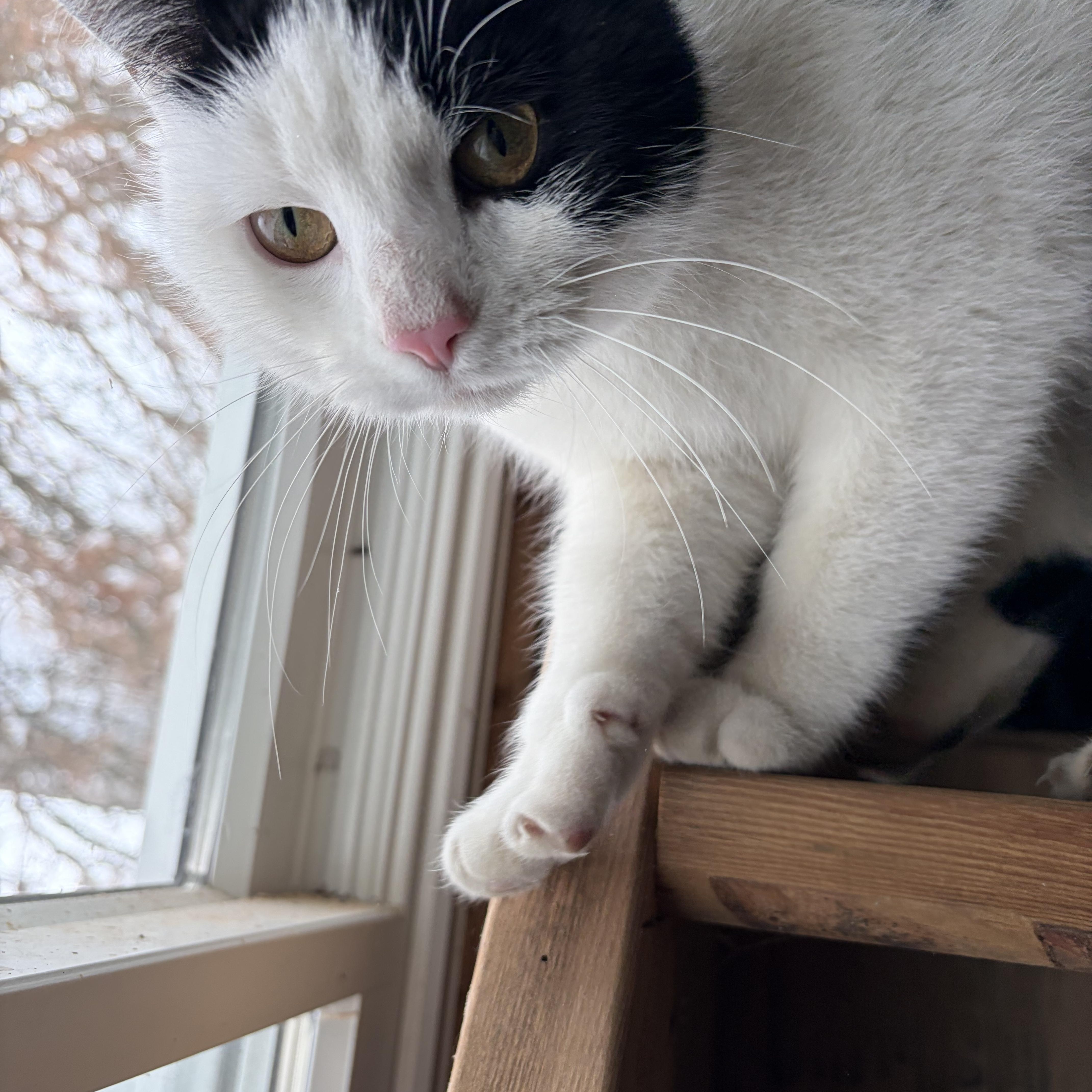 Enlarge Beatrix Courtesy, a Adoptable Domestic Short Hair in Oberlin, OH image 1/3