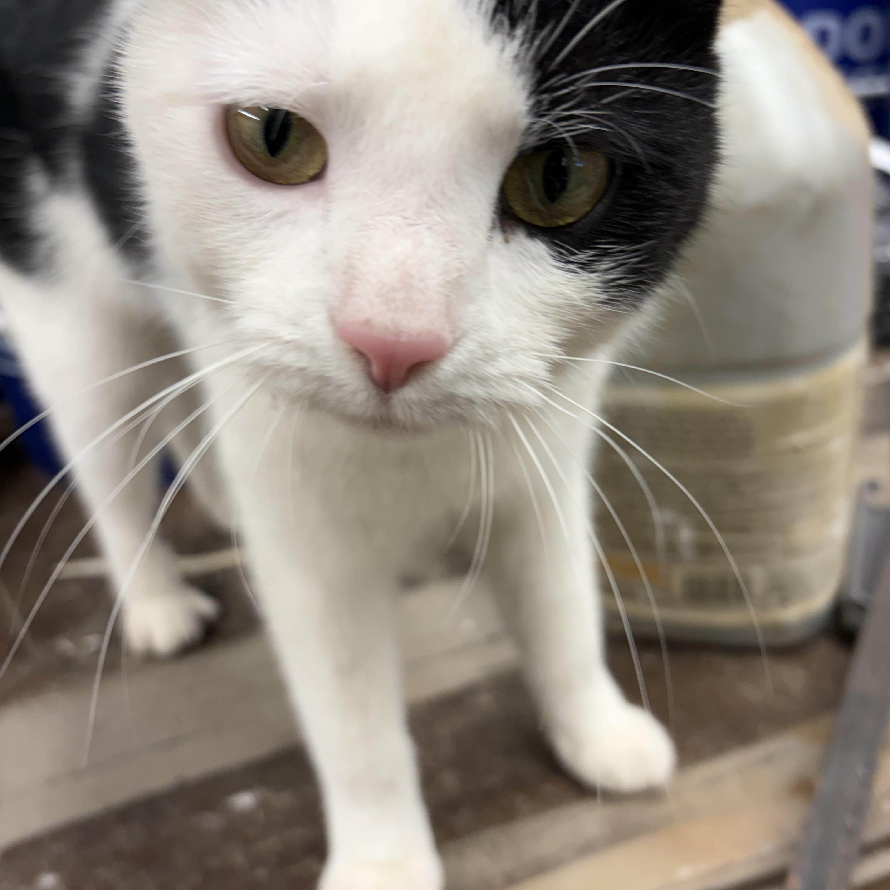 Enlarge Beatrix Courtesy, a Adoptable Domestic Short Hair in Oberlin, OH image 2/3