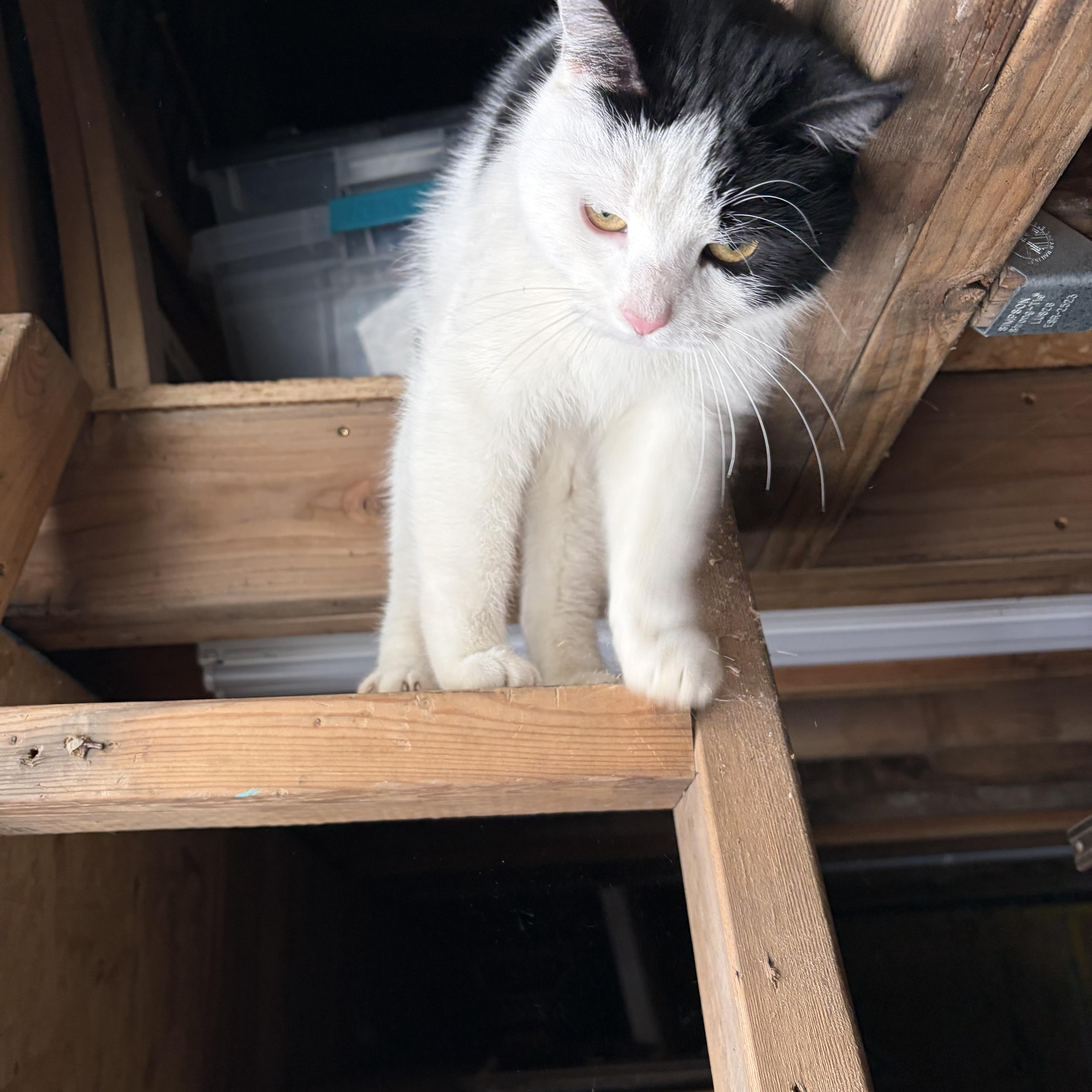 Enlarge Beatrix Courtesy, a Adoptable Domestic Short Hair in Oberlin, OH image 3/3