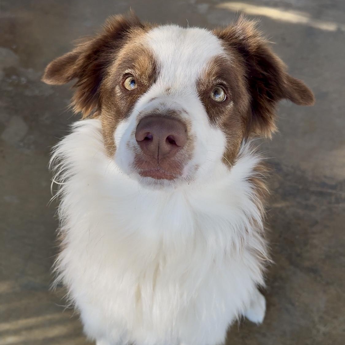 Whiskey, adopted, Young Male Australian Shepherd.