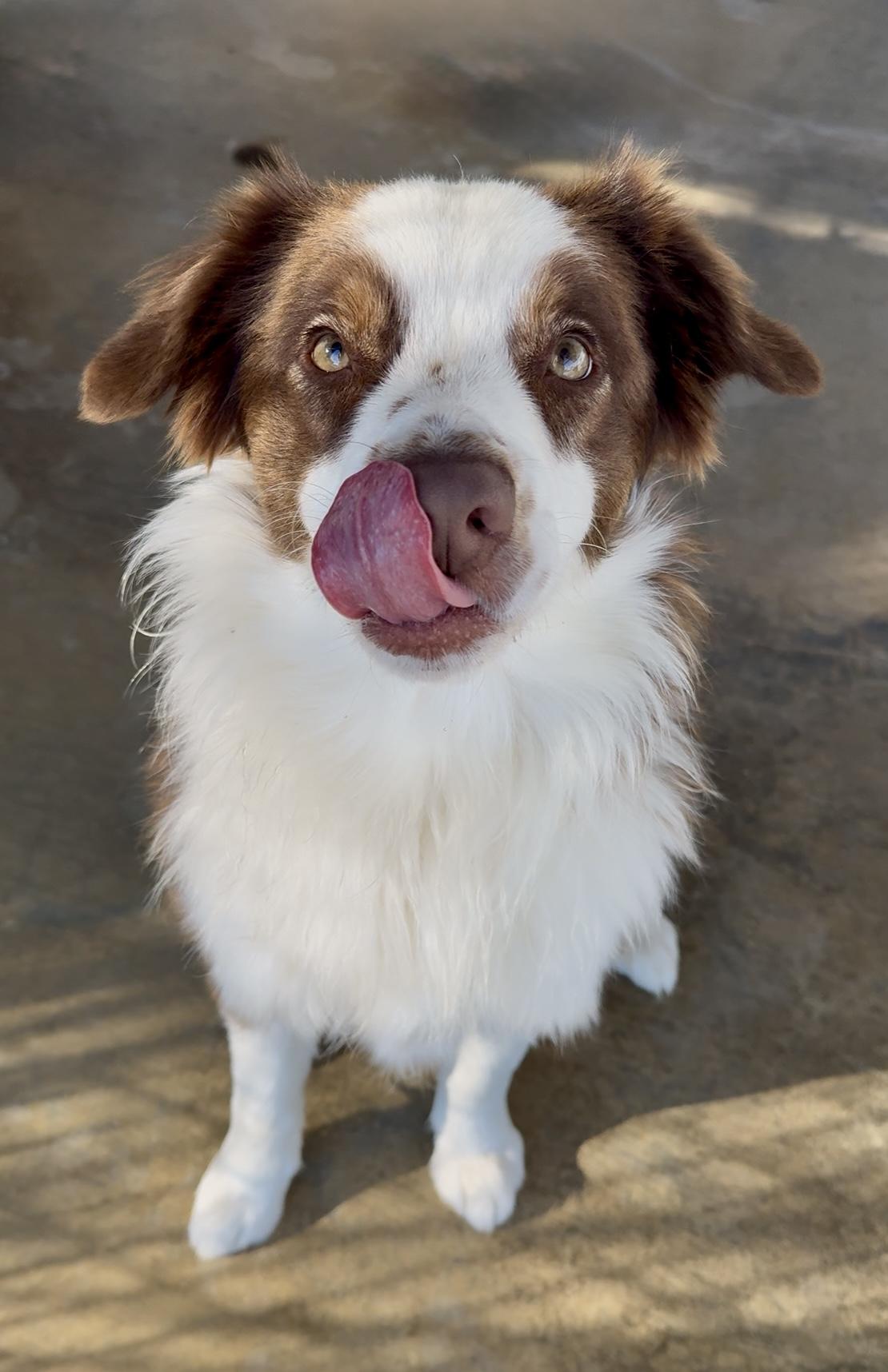 Enlarge Whiskey, an adopted Australian Shepherd in Littlerock, CA image 3/4