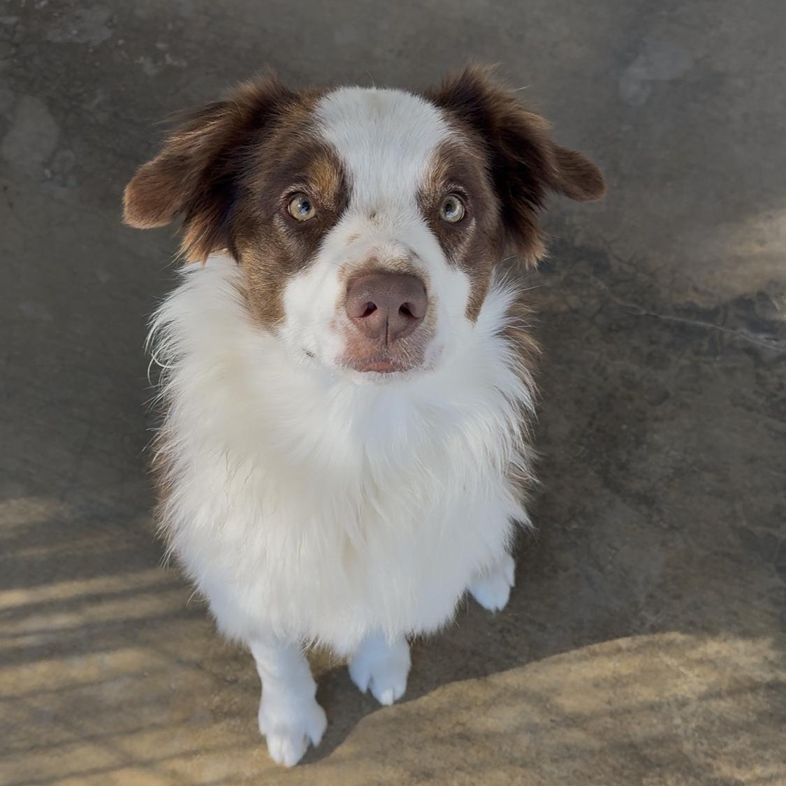 Enlarge Whiskey, an adopted Australian Shepherd in Littlerock, CA image 2/4