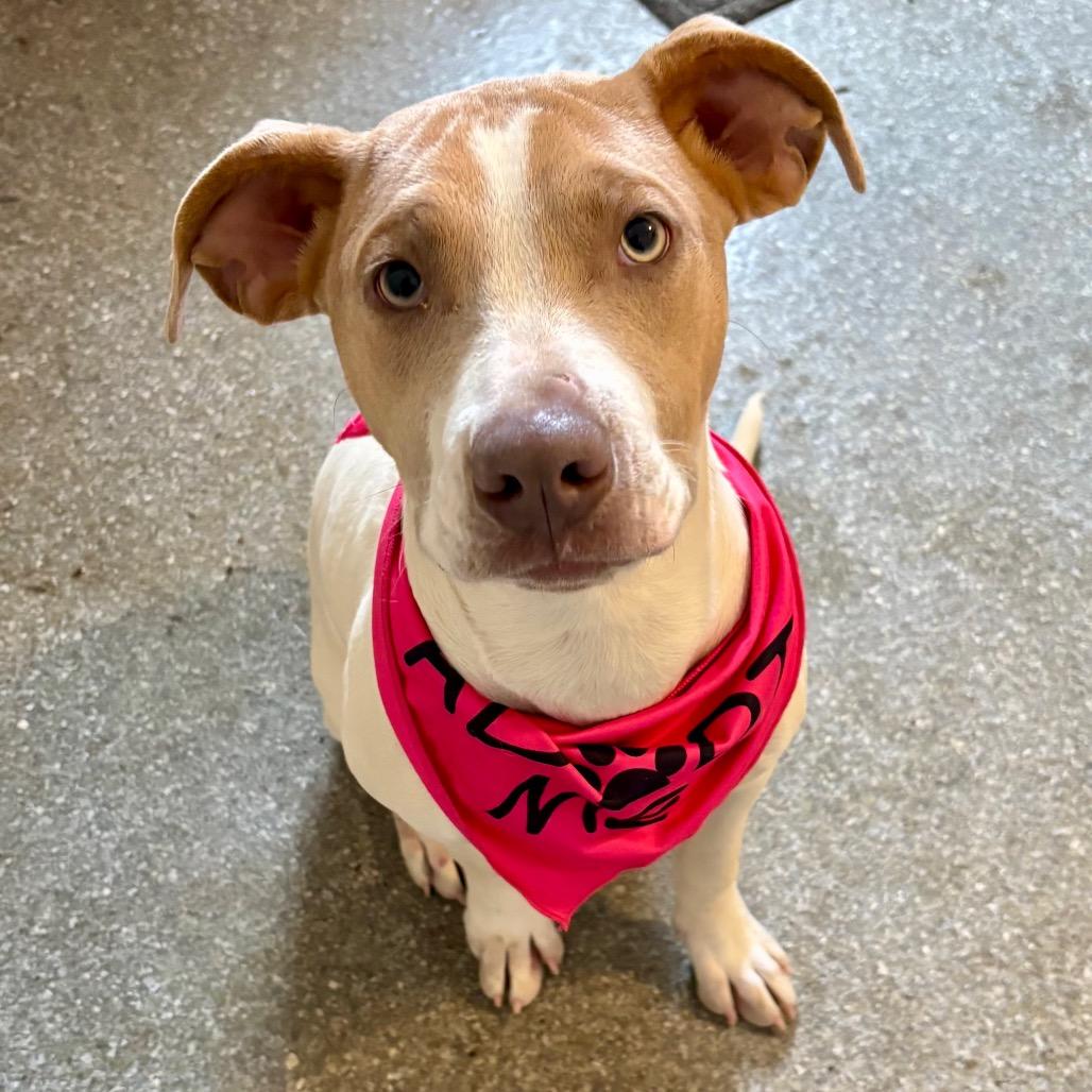 Fruti, Adoptable, Young Female Terrier & Mixed Breed.