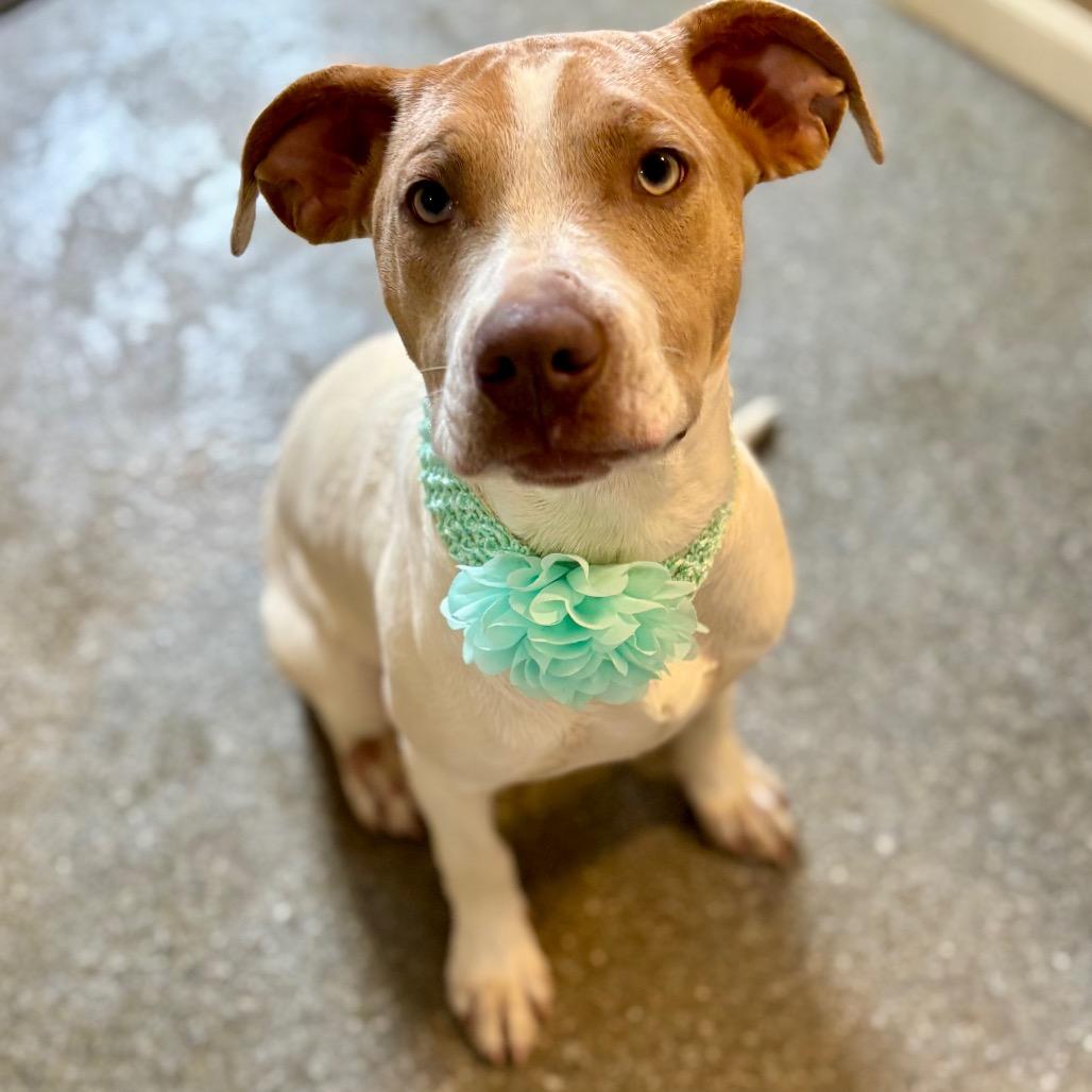 Enlarge Fruti, a Adoptable mixed breed in Metamora, MI image 3/6