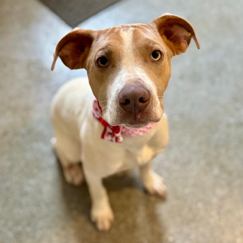 Enlarge Fruti, a Adoptable mixed breed in Metamora, MI image 5/6