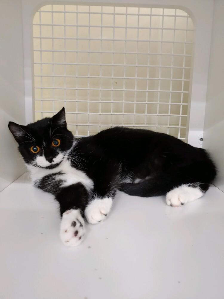 Sylvie 8779, Adoptable, Adult Female Domestic Short Hair.