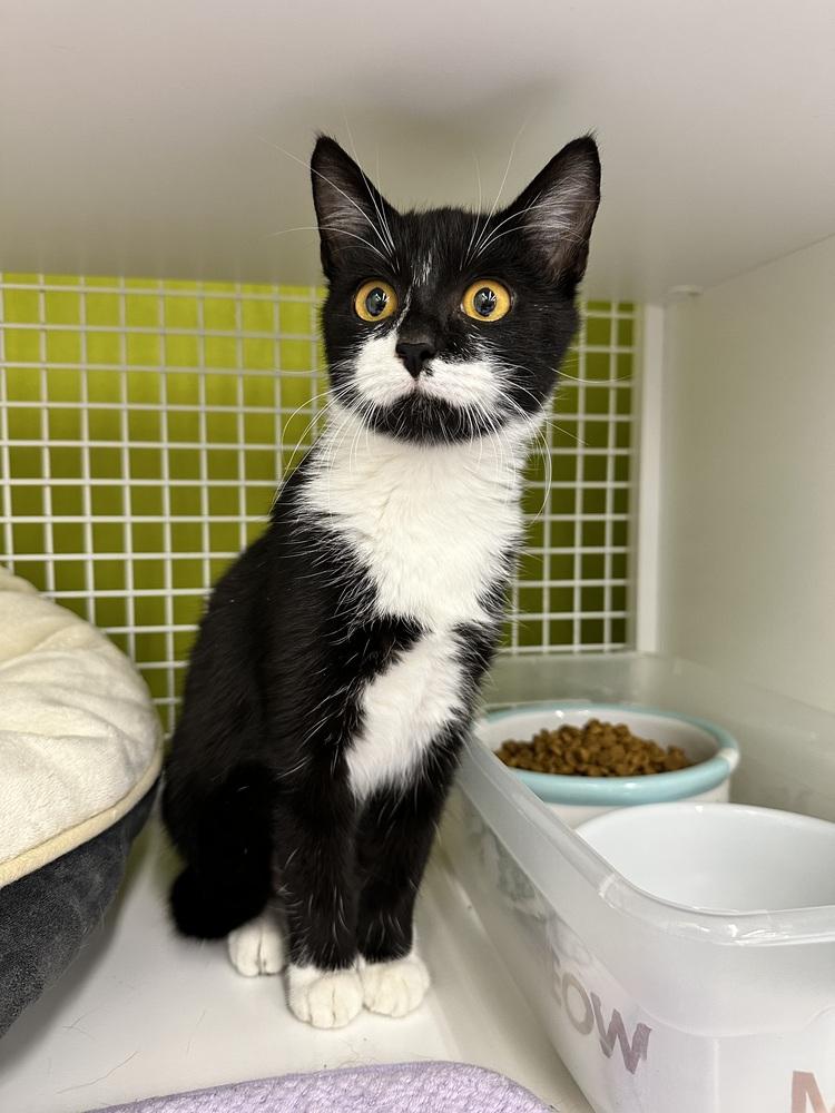 Enlarge Sylvie 8779, a Adoptable Domestic Short Hair in Dallas, TX image 2/4