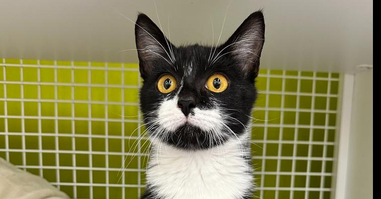 Enlarge Sylvie 8779, a Adoptable Domestic Short Hair in Dallas, TX image 3/4