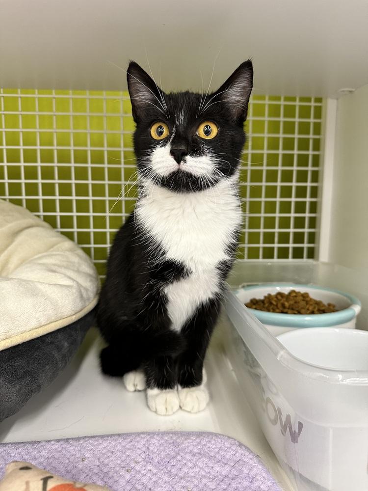 Enlarge Sylvie 8779, a Adoptable Domestic Short Hair in Dallas, TX image 4/4