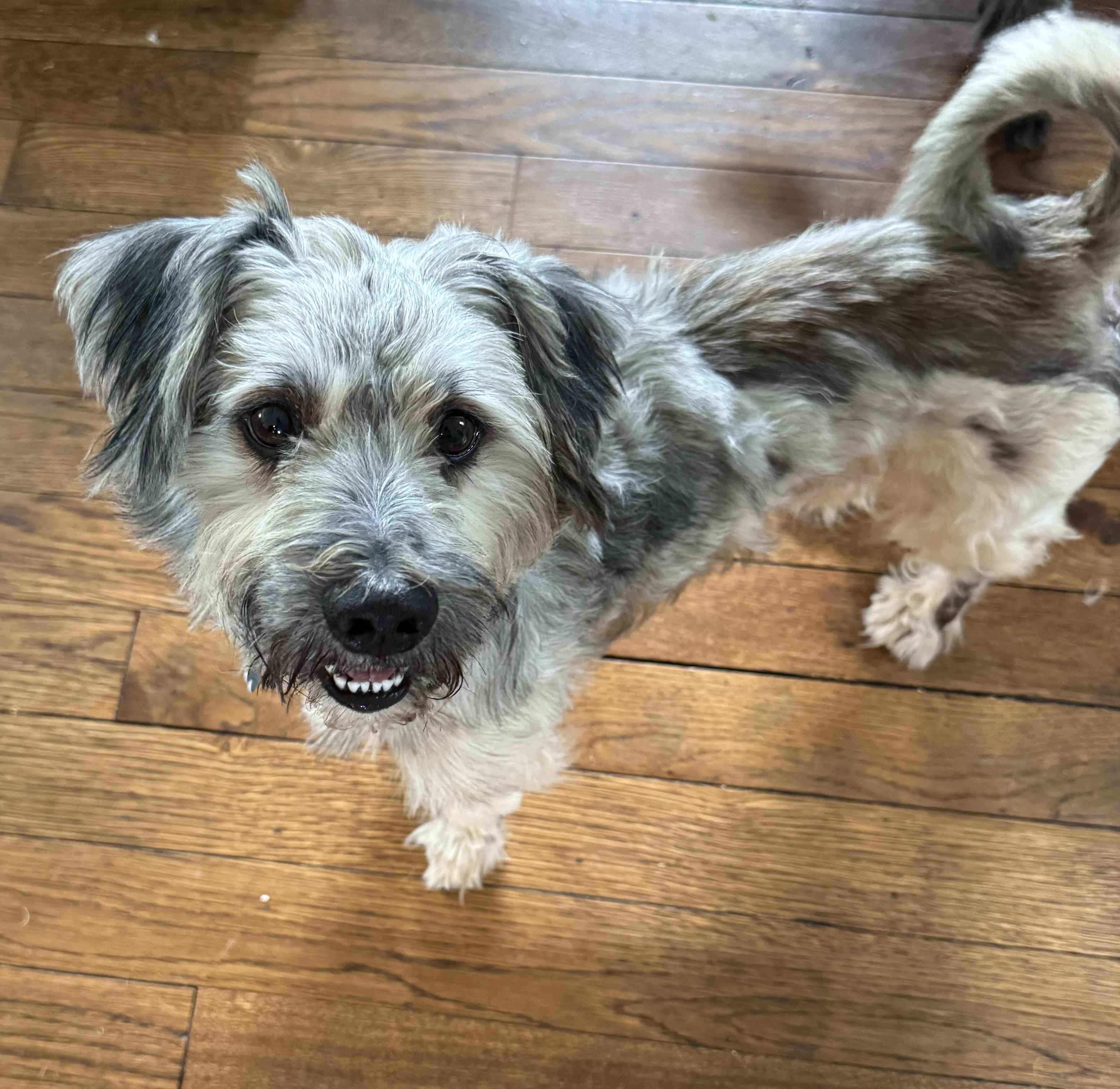 Mr Puddin, Adopted, Young Male Shih Tzu.