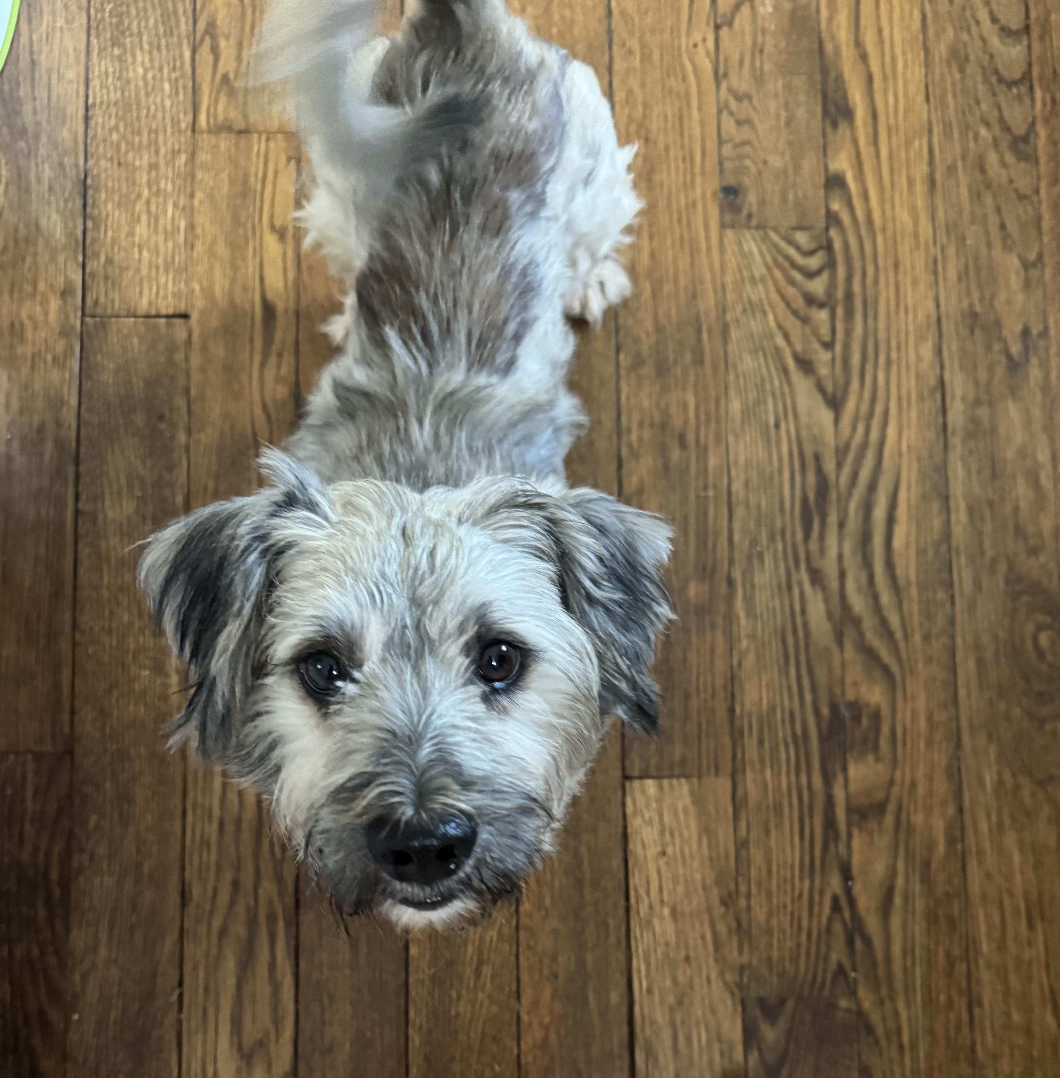 Enlarge Mr Puddin, a Adopted mixed breed in Niles, IL image 2/3
