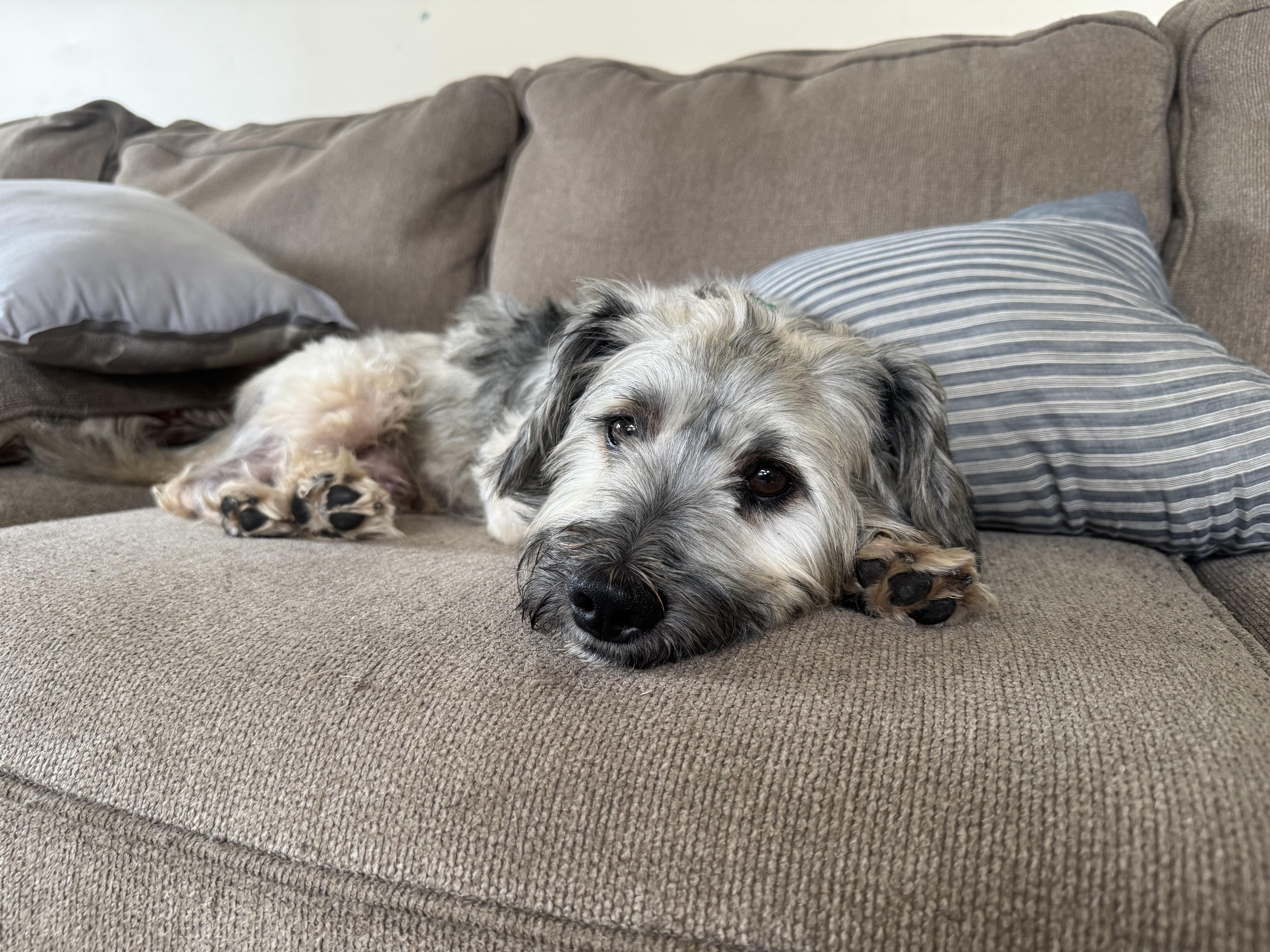 Enlarge Mr Puddin, a Adopted mixed breed in Niles, IL image 3/3